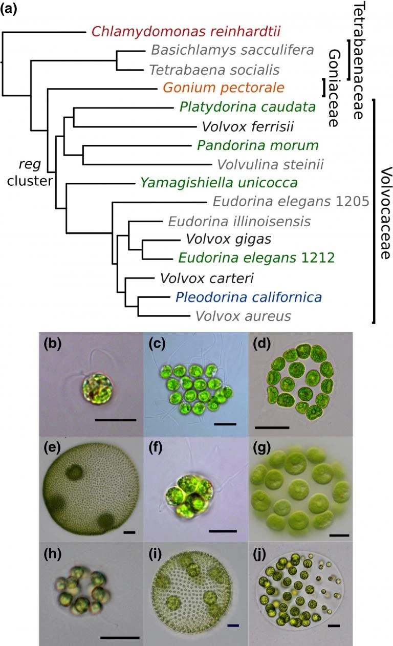 Species phylogeny and images of volvocine algae species from Grochau-Wright et al. (2017)