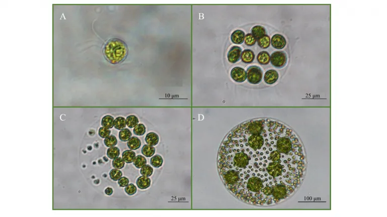 Volvocine green algae species